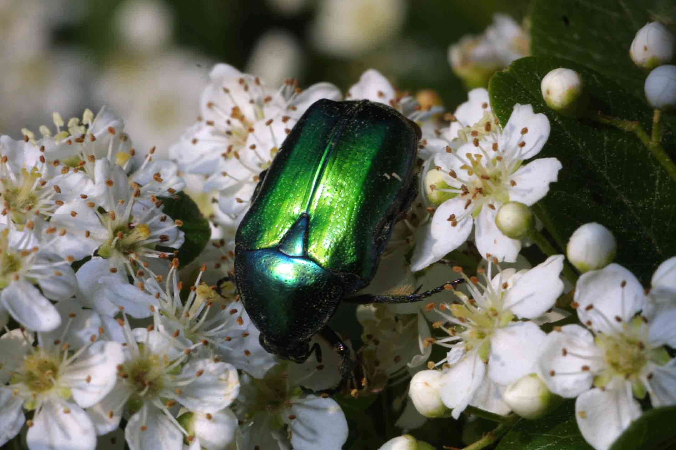 Cetonia